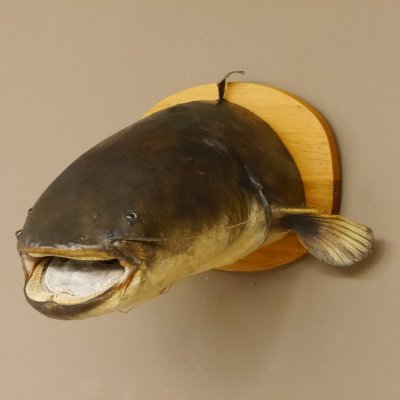 Wels Waller Schaidfisch Kopf Präparat auf Schild Raubfisch Fisch