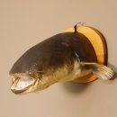 Wels Waller Schaidfisch Kopf Präparat auf Schild Raubfisch Fisch