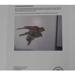 Goldammer Vogel Präparat Höhe 14cm präpariert Tierpräparat mit Genehmigung zur Vermarktung