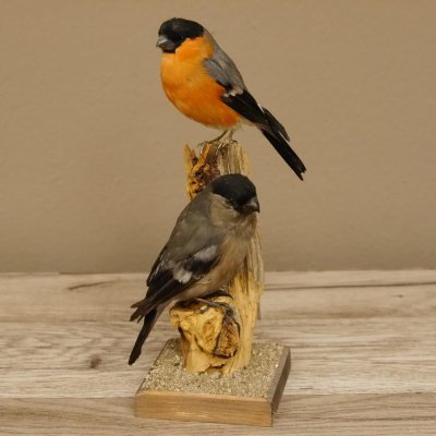 Gimpel Paar Dompfaff Blutfink Singvogel Vogel Präparat präpariert taxidermy Tierpräparat mit Genehmigung zur Vermarktung