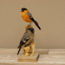 Gimpel Paar Dompfaff Blutfink Singvogel Vogel Präparat präpariert taxidermy Tierpräparat mit Genehmigung zur Vermarktung