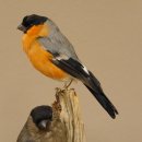 Gimpel Paar Dompfaff Blutfink Singvogel Vogel Präparat präpariert taxidermy Tierpräparat mit Genehmigung zur Vermarktung