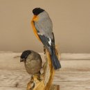 Gimpel Paar Dompfaff Blutfink Singvogel Vogel Präparat präpariert taxidermy Tierpräparat mit Genehmigung zur Vermarktung