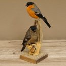 Gimpel Paar Dompfaff Blutfink Singvogel Vogel Präparat präpariert taxidermy Tierpräparat mit Genehmigung zur Vermarktung