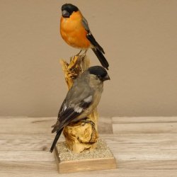 Gimpel Paar Dompfaff Blutfink Singvogel Vogel Präparat präpariert taxidermy Tierpräparat mit Genehmigung zur Vermarktung