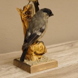 Gimpel Paar Dompfaff Blutfink Singvogel Vogel Präparat präpariert taxidermy Tierpräparat mit Genehmigung zur Vermarktung