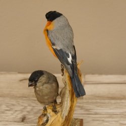 Gimpel Paar Dompfaff Blutfink Singvogel Vogel Präparat präpariert taxidermy Tierpräparat mit Genehmigung zur Vermarktung
