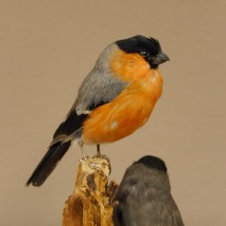 Gimpel Paar Dompfaff Blutfink Singvogel Vogel Präparat präpariert taxidermy Tierpräparat mit Genehmigung zur Vermarktung
