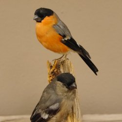 Gimpel Paar Dompfaff Blutfink Singvogel Vogel Präparat präpariert taxidermy Tierpräparat mit Genehmigung zur Vermarktung