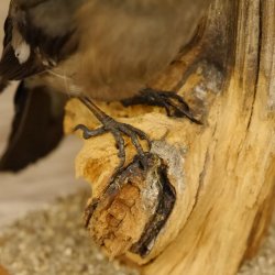 Gimpel Paar Dompfaff Blutfink Singvogel Vogel Präparat präpariert taxidermy Tierpräparat mit Genehmigung zur Vermarktung