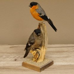 Gimpel Paar Dompfaff Blutfink Singvogel Vogel Präparat präpariert taxidermy Tierpräparat mit Genehmigung zur Vermarktung