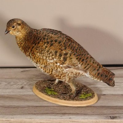 Birkhahn Hahn weiblich Ganzpräparat Präparat Höhe 29 cm mit Herkunftsnachweis