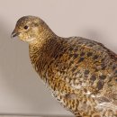 Birkhahn Hahn weiblich Ganzpräparat Präparat Höhe 29 cm mit Herkunftsnachweis