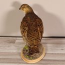 Birkhahn Hahn weiblich Ganzpräparat Präparat Höhe 29 cm mit Herkunftsnachweis