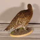 Birkhahn Hahn weiblich Ganzpräparat Präparat Höhe 29 cm mit Herkunftsnachweis