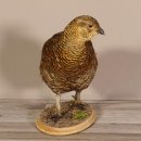 Birkhahn Hahn weiblich Ganzpräparat Präparat Höhe 29 cm mit Herkunftsnachweis