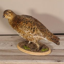 Birkhahn Hahn weiblich Ganzpräparat Präparat Höhe 29 cm mit Herkunftsnachweis