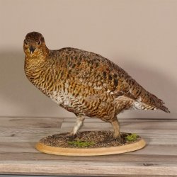 Birkhahn Hahn weiblich Ganzpräparat Präparat Höhe 29 cm mit Herkunftsnachweis