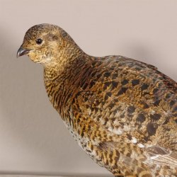 Birkhahn Hahn weiblich Ganzpräparat Präparat Höhe 29 cm mit Herkunftsnachweis