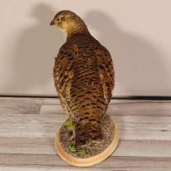 Birkhahn Hahn weiblich Ganzpräparat Präparat Höhe 29 cm mit Herkunftsnachweis