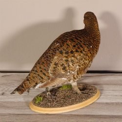 Birkhahn Hahn weiblich Ganzpräparat Präparat Höhe 29 cm mit Herkunftsnachweis