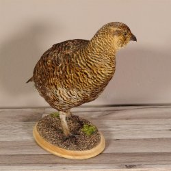 Birkhahn Hahn weiblich Ganzpräparat Präparat Höhe 29 cm mit Herkunftsnachweis