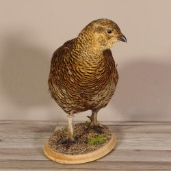 Birkhahn Hahn weiblich Ganzpräparat Präparat Höhe 29 cm mit Herkunftsnachweis