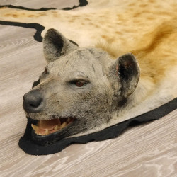 Hyäne Tüpfelhyäne Fell Vorleger Länge 194 cm mit Kopfpräparation auf schwarzen Filz