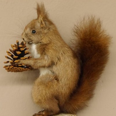 Eichhörnchen Präparat präpariert Tier mit Genehmigung zur Vermarktung 89.18.8