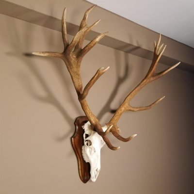 20 Ender Rothirsch kapitales Geweih Höhe 113 cm Hirschgeweih Hirsch auf Trophäenschild 70.877