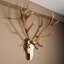 20 Ender Rothirsch kapitales Geweih Höhe 113 cm Hirschgeweih Hirsch auf Trophäenschild 70.877