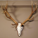 20 Ender Rothirsch kapitales Geweih Höhe 113 cm Hirschgeweih Hirsch auf Trophäenschild 70.877