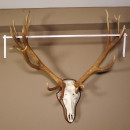 20 Ender Rothirsch kapitales Geweih Höhe 113 cm Hirschgeweih Hirsch auf Trophäenschild 70.877