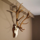 20 Ender Rothirsch kapitales Geweih Höhe 113 cm Hirschgeweih Hirsch auf Trophäenschild 70.877