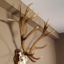 20 Ender Rothirsch kapitales Geweih Höhe 113 cm Hirschgeweih Hirsch auf Trophäenschild 70.877