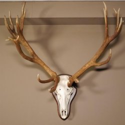 20 Ender Rothirsch kapitales Geweih Höhe 113 cm Hirschgeweih Hirsch auf Trophäenschild 70.877