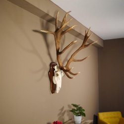20 Ender Rothirsch kapitales Geweih Höhe 113 cm Hirschgeweih Hirsch auf Trophäenschild 70.877