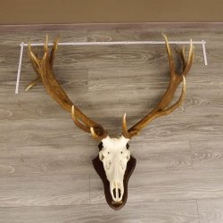 20 Ender Rothirsch kapitales Geweih Höhe 113 cm Hirschgeweih Hirsch auf Trophäenschild 70.877