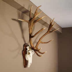20 Ender Rothirsch kapitales Geweih Höhe 113 cm Hirschgeweih Hirsch auf Trophäenschild 70.877