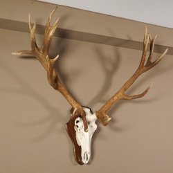 20 Ender Rothirsch kapitales Geweih Höhe 113 cm Hirschgeweih Hirsch auf Trophäenschild 70.877
