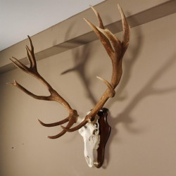 20 Ender Rothirsch kapitales Geweih Höhe 113 cm Hirschgeweih Hirsch auf Trophäenschild 70.877