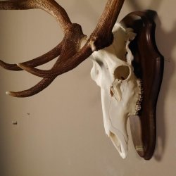 20 Ender Rothirsch kapitales Geweih Höhe 113 cm Hirschgeweih Hirsch auf Trophäenschild 70.877