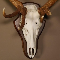 20 Ender Rothirsch kapitales Geweih Höhe 113 cm Hirschgeweih Hirsch auf Trophäenschild 70.877