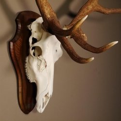 20 Ender Rothirsch kapitales Geweih Höhe 113 cm Hirschgeweih Hirsch auf Trophäenschild 70.877