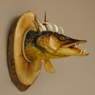 Fischkopf Wolpertinger Präparat Hecht Hörner mit Keilerzähnen Rehgeweih mit Baumscheibe taxidermy
