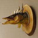Fischkopf Wolpertinger Präparat Hecht Hörner mit Keilerzähnen Rehgeweih mit Baumscheibe taxidermy