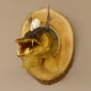Fischkopf Wolpertinger Präparat Hecht Hörner mit Keilerzähnen Rehgeweih mit Baumscheibe taxidermy