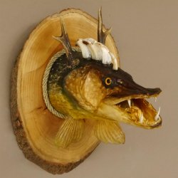 Fischkopf Wolpertinger Präparat Hecht Hörner mit Keilerzähnen Rehgeweih mit Baumscheibe taxidermy