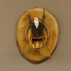 Fischkopf Wolpertinger Präparat Hecht Hörner mit Keilerzähnen Rehgeweih mit Baumscheibe taxidermy