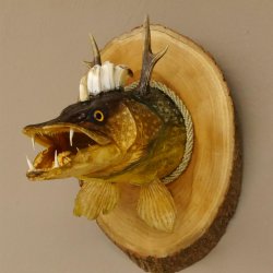 Fischkopf Wolpertinger Präparat Hecht Hörner mit Keilerzähnen Rehgeweih mit Baumscheibe taxidermy
